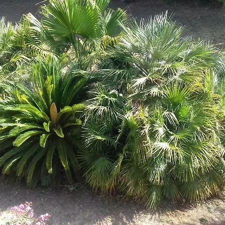 Domus Plantae Basico