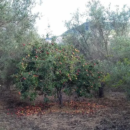 בית נופש Domus Plantae *